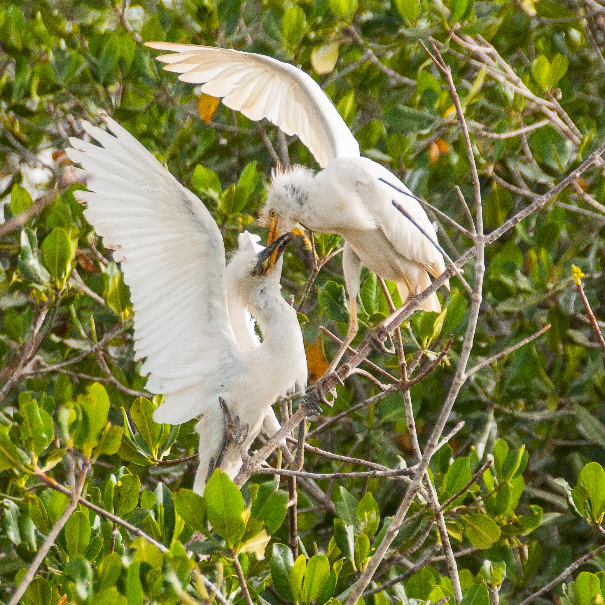 Hérons Garde-boeufs (Cattle egrets, Bubulcus ibis), adulte nourissant un grand juvénile, Héronnière pluri-espèces de la RNIC de la Somone.